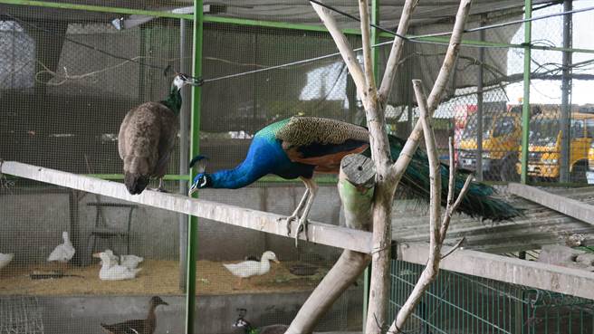 收養棄養寵物員林清潔隊有百鳥園 生活 中時