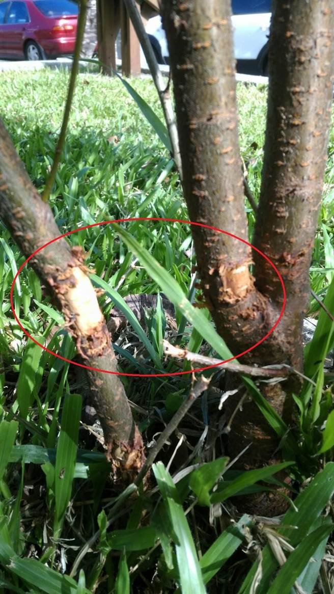 慘遭環狀 剝皮 太原廊道櫻花失色 生活 中時