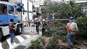 颱風搶救路樹 竹市表揚「護樹隊長」