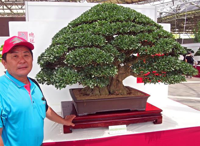 百年榕樹盆栽展出台灣培育熱帶盆栽世界第一 生活 中時