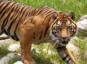 北京動物園再傳老虎傷人 致1死1傷