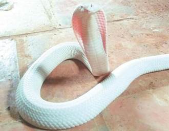 陸男養出神奇白眼鏡蛇 身長4米含劇毒
