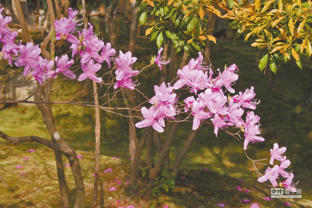 春日躑躅 藝文副刊 中國時報