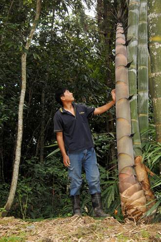 疏伐管理見成果 巨竹筍粗如水桶