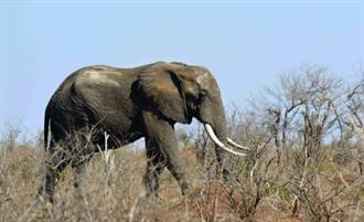 為拍美照 義遊客在肯亞遭大象踩死