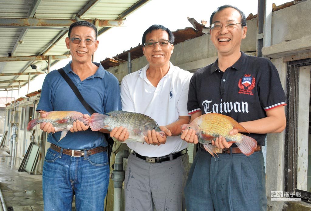 擦亮 台灣鯛 招牌海水也能養吳郭魚明年上市 地方新聞 中國時報