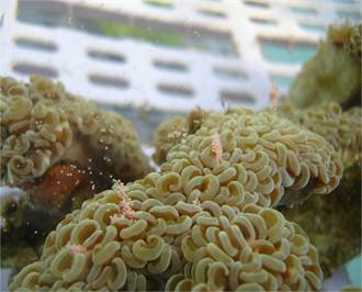 海大研究發現保護珊瑚卵粉紅螢光蛋白質