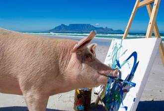 南非小豬獲救後嘴咬畫筆作畫 成豬界畢卡索