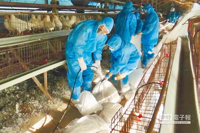 日、韓爆發恐人畜共通的H5N6亞型高病原性禽流感，台灣高度警戒。（中央社資料照片）