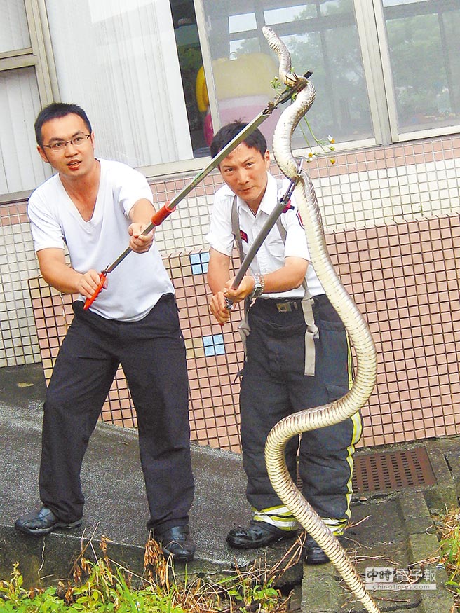 捕蜂捉蛇找誰 政院 趁冬眠快協商 生活新聞 中國時報