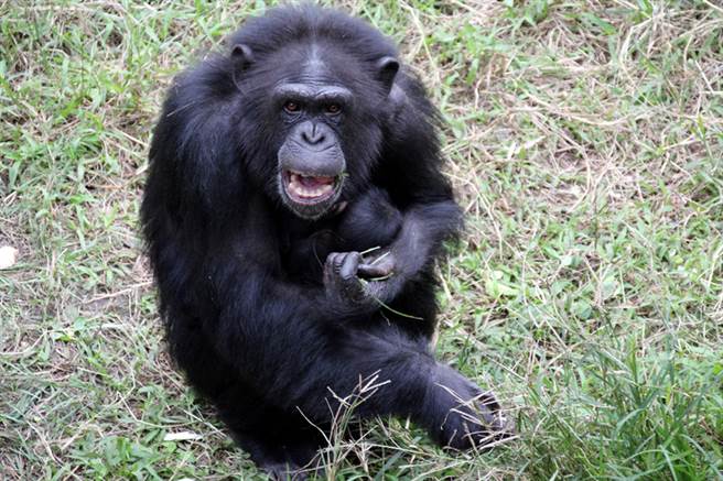 台北市立動物園19日表示，非洲區瀕危的黑猩猩媽媽「咪妮」，於11月18日生下女兒「妮慧」。轉眼「妮慧」已滿月，但媽媽總是把女兒緊緊攬在懷中，保育員餵食時才有機會觀察到寶寶。（台北市立動物園提供）中央社記者顧荃傳真  105年12月19日