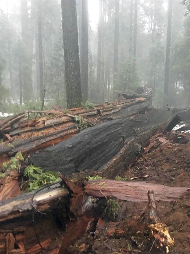 卡拉維拉斯大樹協會發布先鋒小屋樹倒下的圖片，這個巨大的千年生命就此殞落。(圖/美聯社)