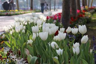 日本來的鬱金香  在嘉義市開花了