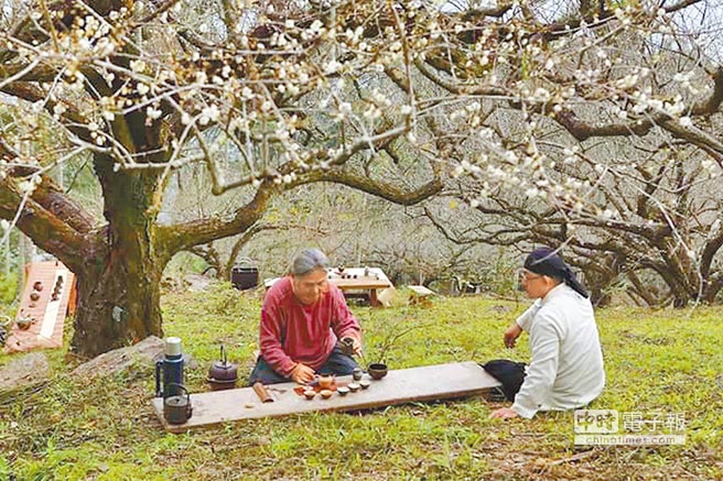 六龜寶來梅花盛開走春好去處 地方新聞 中國時報