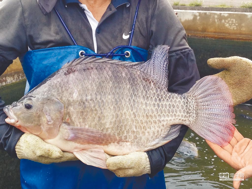 超雄性台灣鯛能繁衍出97 雄性魚苗生長期短降低養殖成本 生活新聞 中國時報