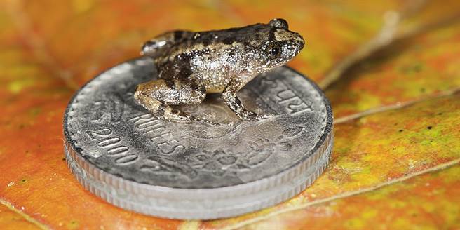 新發現的七種夜蛙之一Robinmoore’s Night Frog只有1.22公分大。(圖/SD Biju)

