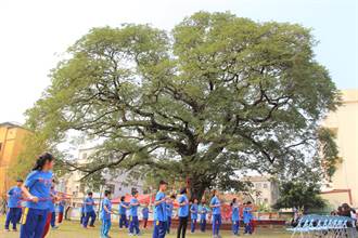 樹形美、人情更美！ 嘉興國小雨豆樹獲選全國最美校樹