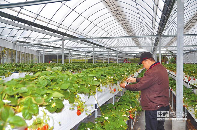 溫室採草莓不怕雨天敗興 地方新聞 中國時報