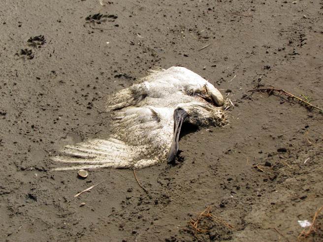 七股黑面琵鷺保護區東側，11日發現2隻死亡的黑琵，因正值禽流感防疫期間，動保處獲報後，趕緊將檢體送驗。（萬于甄翻攝）