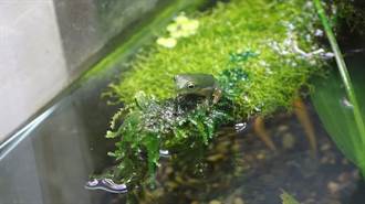 春吶動物園  蛙類求偶鳴叫