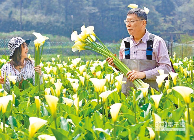 陽明山海芋季登場 地方新聞 中國時報