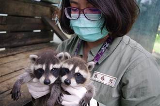 竹市動物園添新血 浣熊雙寶來報到