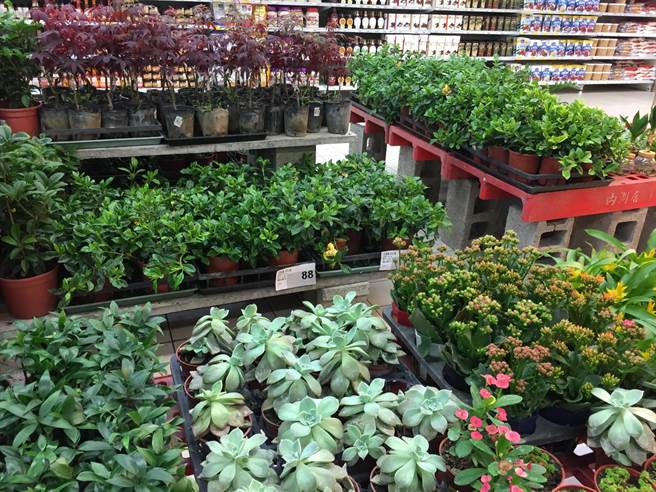 賣場小盆栽超夯量販店多肉植物及盆栽用品促銷- 生活- 中時