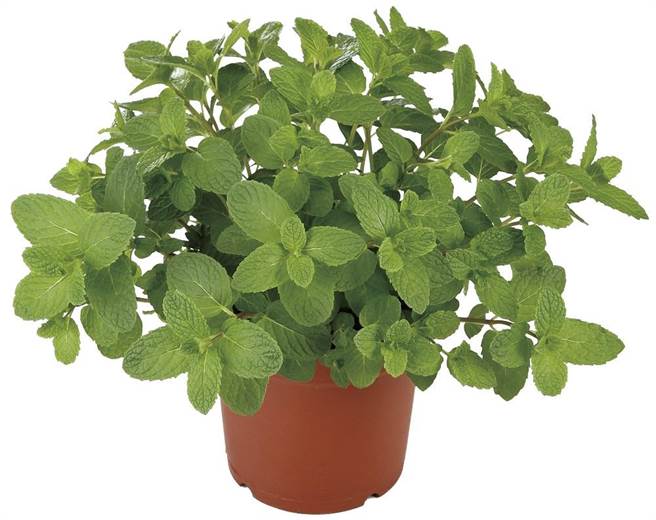 賣場小盆栽超夯量販店多肉植物及盆栽用品促銷 生活 中時