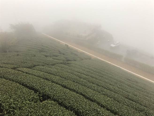 梅山產茶區也因春雨降臨，讓茶樹獲得更多與水滋潤（高錦如攝）