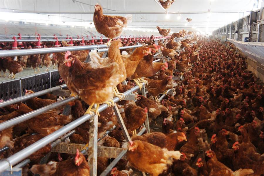 菊鳥畜牧場以動物福利方式飼養蛋雞，除了雞寮是負壓、水濂式，蛋雞到處跑跳，不像一般關在籠子的蛋雞那麼無奈。（周麗蘭攝）