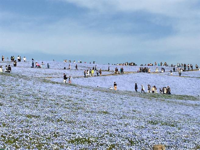 日本茨城縣最浪漫美景淡藍色粉蝶花海與海天相連 旅遊 中時