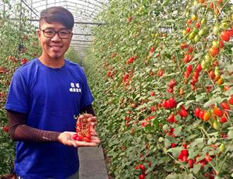 中藥製肥 27歲農青種出美味番茄