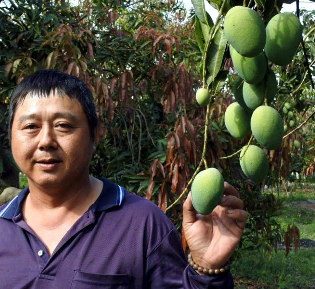 土水師改行種土芒果樹老欉果肉特香甜 生活 中時