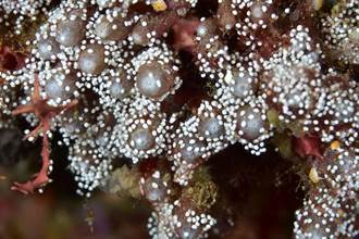 季節限定 珊瑚卵寶寶在綠島向您招手