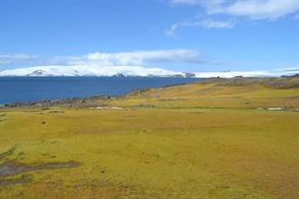 氣候暖化太明顯 南極出現綠色苔原
