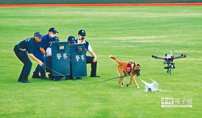 世大運維安演練在天母棒球場舉行，出動新北市支援的警犬隊，檢查「捕獲」的無人機有無爆裂物。（張鎧乙攝）