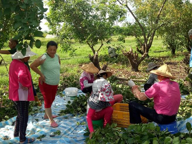 破布子熟成安定鄉親合力醃製 生活 中時