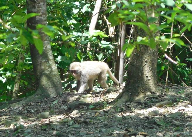 台灣獼猴生態教育館的園區內，隨時可見台灣獼猴出沒。（南投林管處提供）