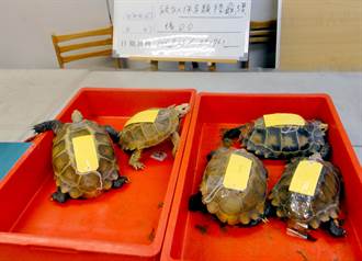 不知寵物龜是保育類 旅陸台商入境遭拘