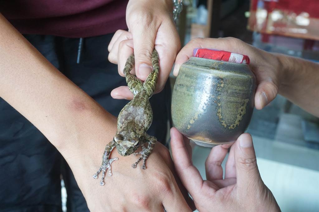徐兆平柴燒創作師法自然，燒出來的茶壺顏色與台灣樹蛙斑紋相仿。（李其樺攝）