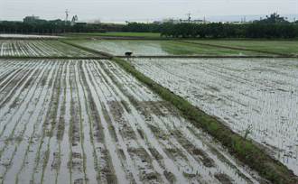 水稻保險截止 雲縣大多農會或糧商幫契作農民繳保