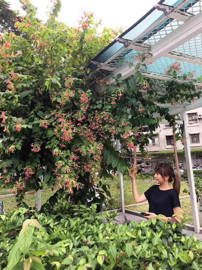 花現新北 三重玫瑰公園花朵群爭艷 旅遊 中時