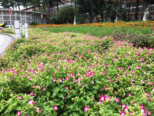 花現新北 三重玫瑰公園花朵群爭艷 旅遊 中時