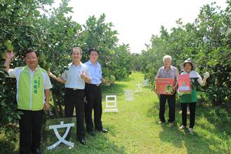 台南第一次 麻豆柚農開放觀光採果