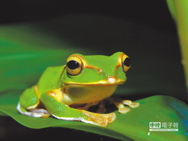 樹蛙 黑鳶棲息翡翠水庫 地方新聞 中國時報