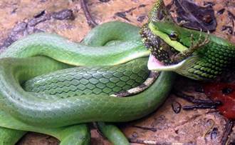 夢幻蛇種「灰腹綠錦蛇」 雙流遊樂區大戰攀木蜥蜴
