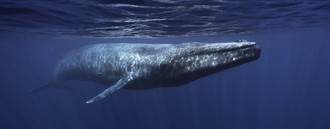 鯨魚擱淺可能為了躱避聲納而造成