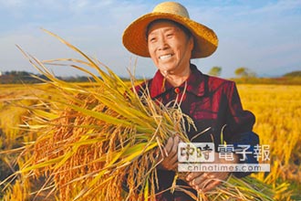 江西雙季超級稻 每畝增產250公斤