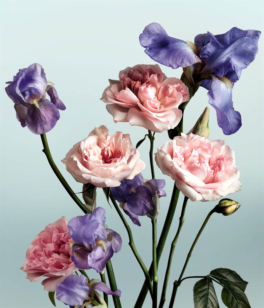 香奈兒時尚玉手霜成份圖，5月玫瑰、香根鳶尾。（香奈兒提供）