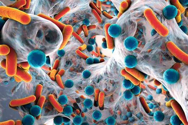 棒狀和球形細菌、抗藥性細菌的特寫。(圖/Shutterstock)